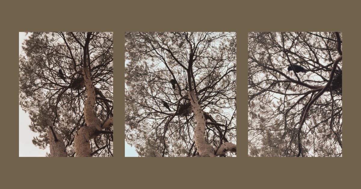 Today I saw the ravens